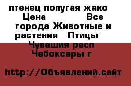 птенец попугая жако  › Цена ­ 60 000 - Все города Животные и растения » Птицы   . Чувашия респ.,Чебоксары г.